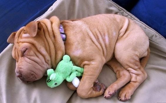 Shar-Pei puppy sleeping in its side on the bed together with a green stuffed toy