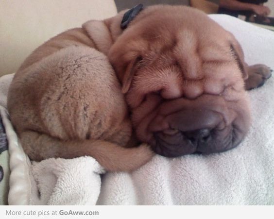 Shar-Pei puppy curled up sleeping on the bed