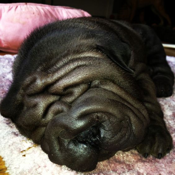 black Shar-Pei sleeping soundly in its bed