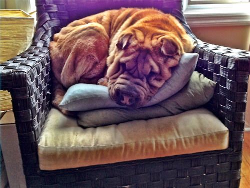 adult Shar-Pei curled up sleeping on the chair