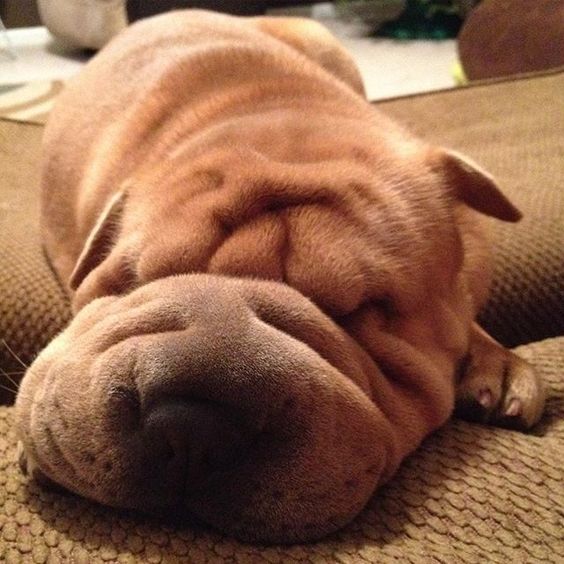 Shar-Pei puppy sleeping soundly on top of the couch