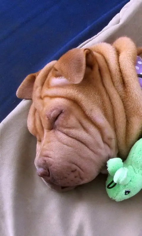 close up face of a Shar-Pei puppy sleeping on its side