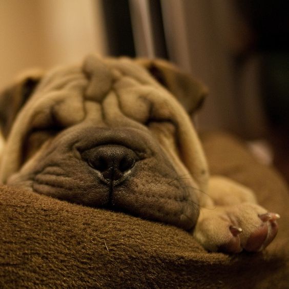 Shar-Pei puppy close up photo of its face while sleeping on the couch