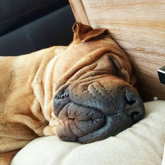 close up face of an adult Shar-Pei sleeping on the bed