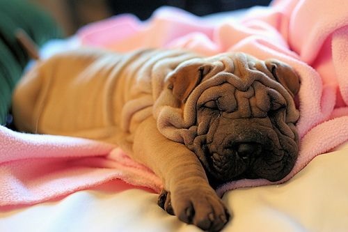 Shar-Pei puppy sleeping soundly on top of the bed