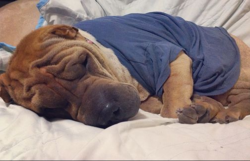 Shar-Pei wearing blue shirt sleeping on top of the bed