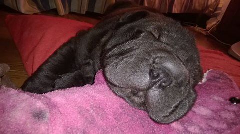 black Shar-Pei puppy sleeping soundly in its bed