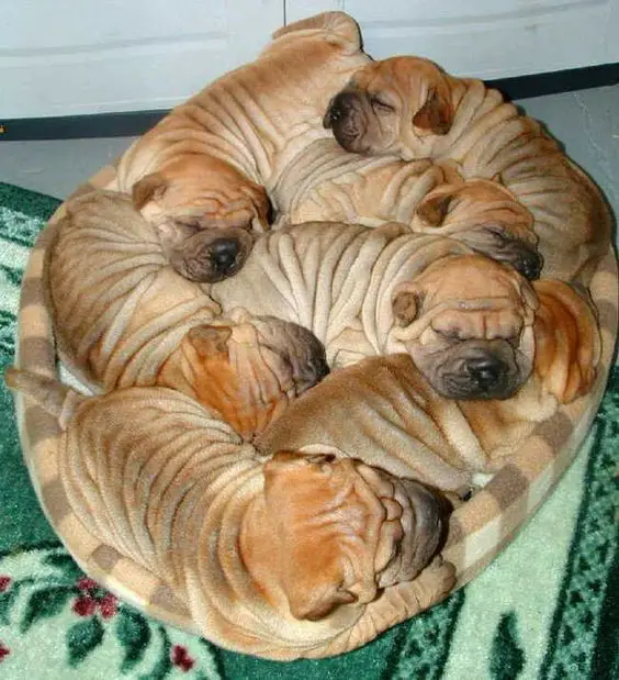 seven Shar-Pei puppies sleeping squeezed together in their bed