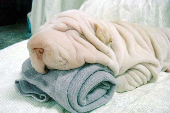 white Shar-Pei puppy sleeping on the bed with its face on top of a rolled towel