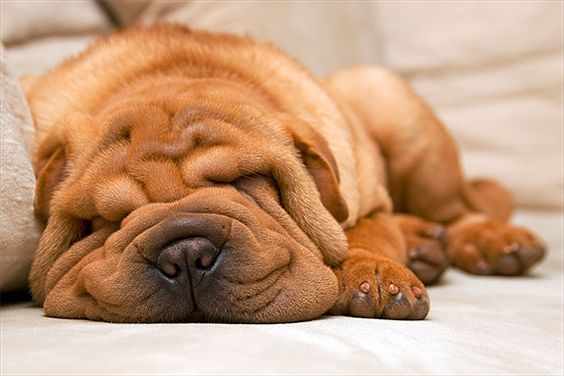 red Shar-Pei adult sleeping soundly on the couch