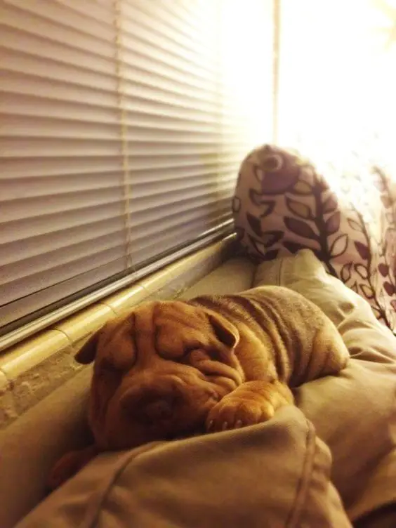sleeping Shar-Pei puppy on top of the pillow beside the window
