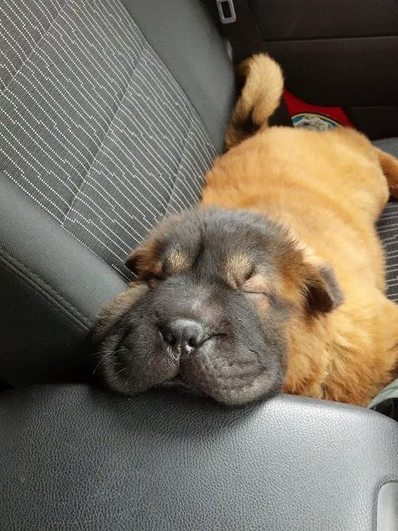 Shar-Pei puppy sleeping inside the passenger seat of the car