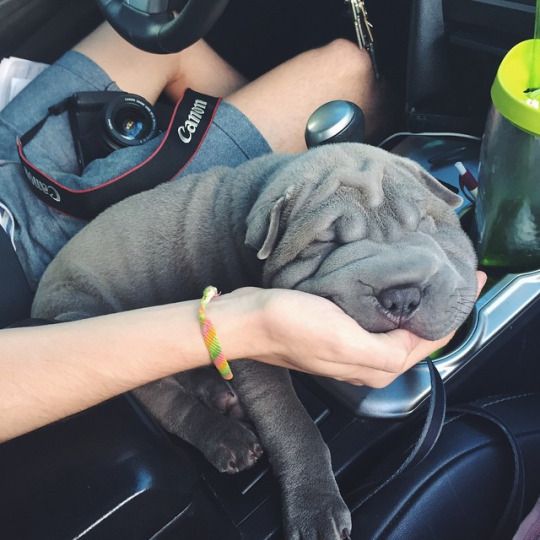 blue Shar-Pei puppy sleeping with its face on top of its owner's hand while lying beside him in the driver's seat