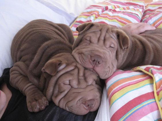 two Shar-Pei puppies snuggled up sleeping with each other beside their owner