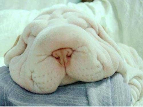 close up face of white sleeping Shar-Pei