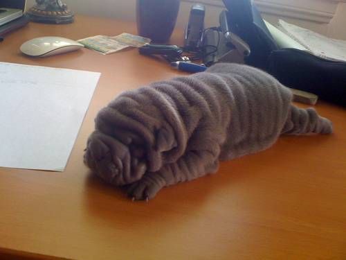 brown Shar-Pei puppy lying down sleeping on top of the table