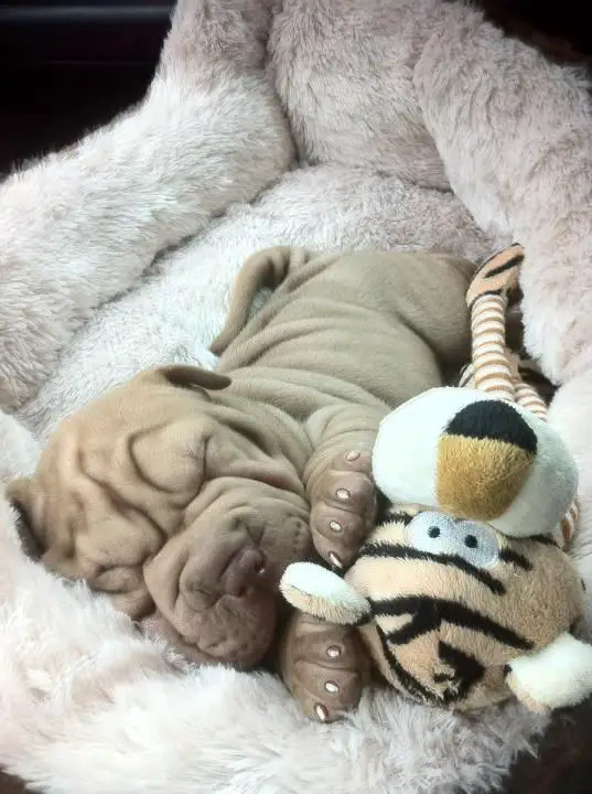 Shar-Pei puppy sleeping soundly in its bed beside its stuffed toy