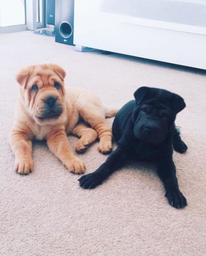 two Shar-Pei puppies lying on the floor