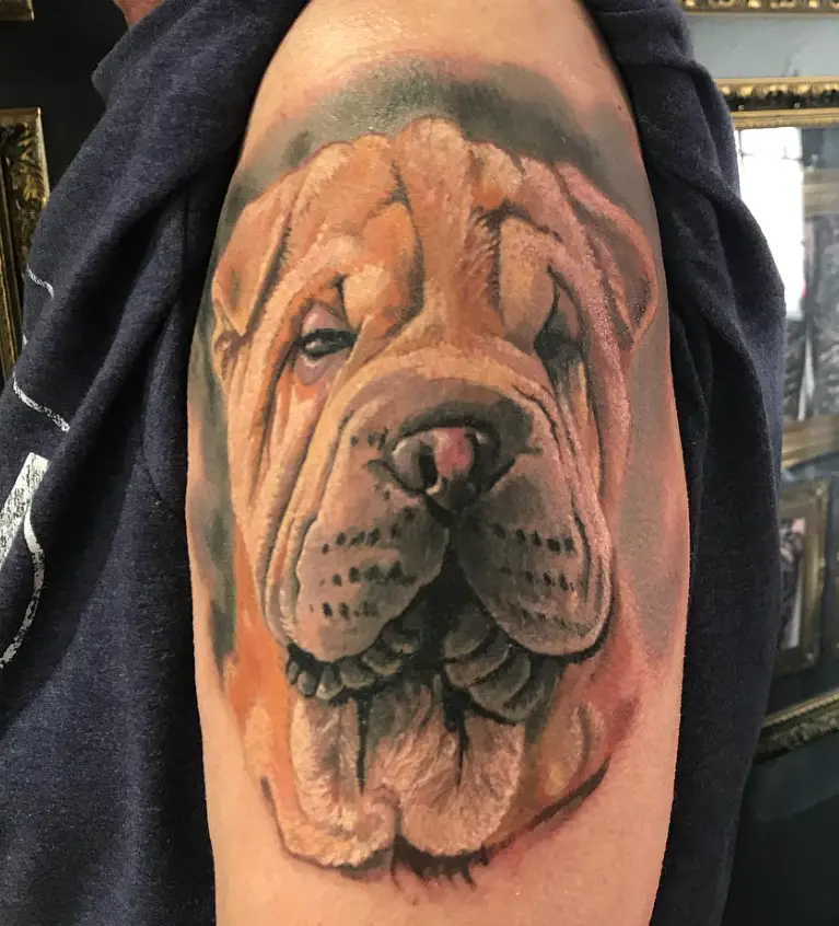 Realistic face of a Shar-Pei tattoo on the shoulder