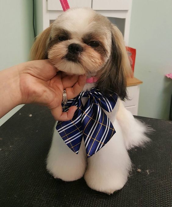 Asian Fusion Shih Tzu Grooming, Shih Tzu Japanese Style Cut