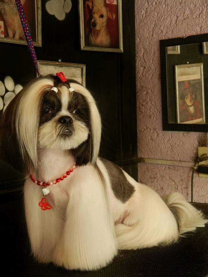 Asian Fusion Shih Tzu Grooming, Shih Tzu Japanese Style Cut