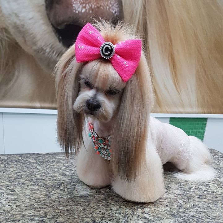 Asian Fusion Shih Tzu Grooming, Shih Tzu Japanese Style Cut