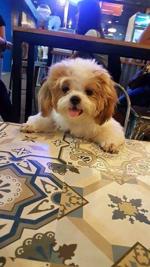 Shih Tzu sitting across the table