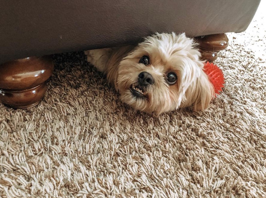 A Zuchon lying under the couch