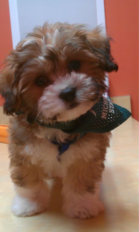 A Shichon standing on the floor wearing a green scarf while tilting its head