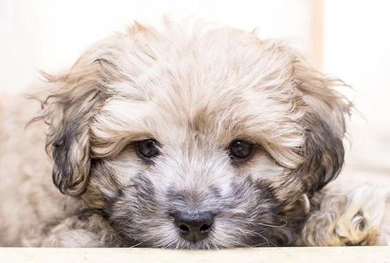 A Shichon with cream and black curly fur lying on the floor