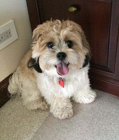 A Shichon sitting on the floor next to the cabinet with its tongue out