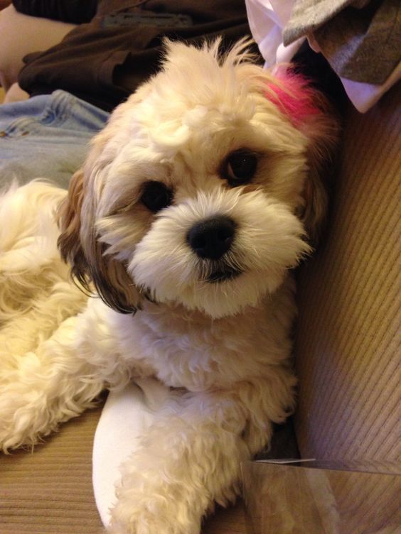 A Shih-Chon dog lying upside down on the couch