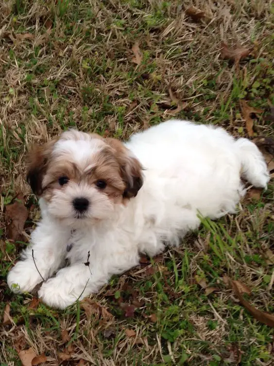 An Adorable Shih-Chon puppy lying on the grass
