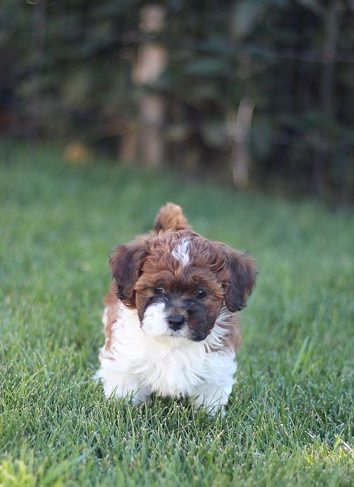 Shichon-Teddy Bear waling in the grass at the park