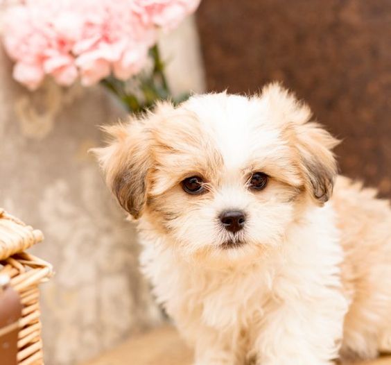A Shichon-Teddy Bear puppy standing on top of the table