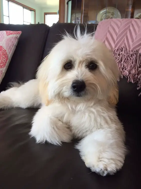 A white Shichon-Teddy Bear lying on the couch