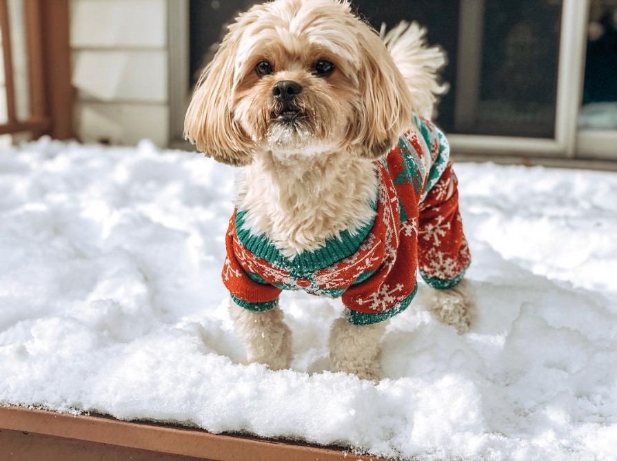 A cream colored Zuchon standing in snow in the front porch