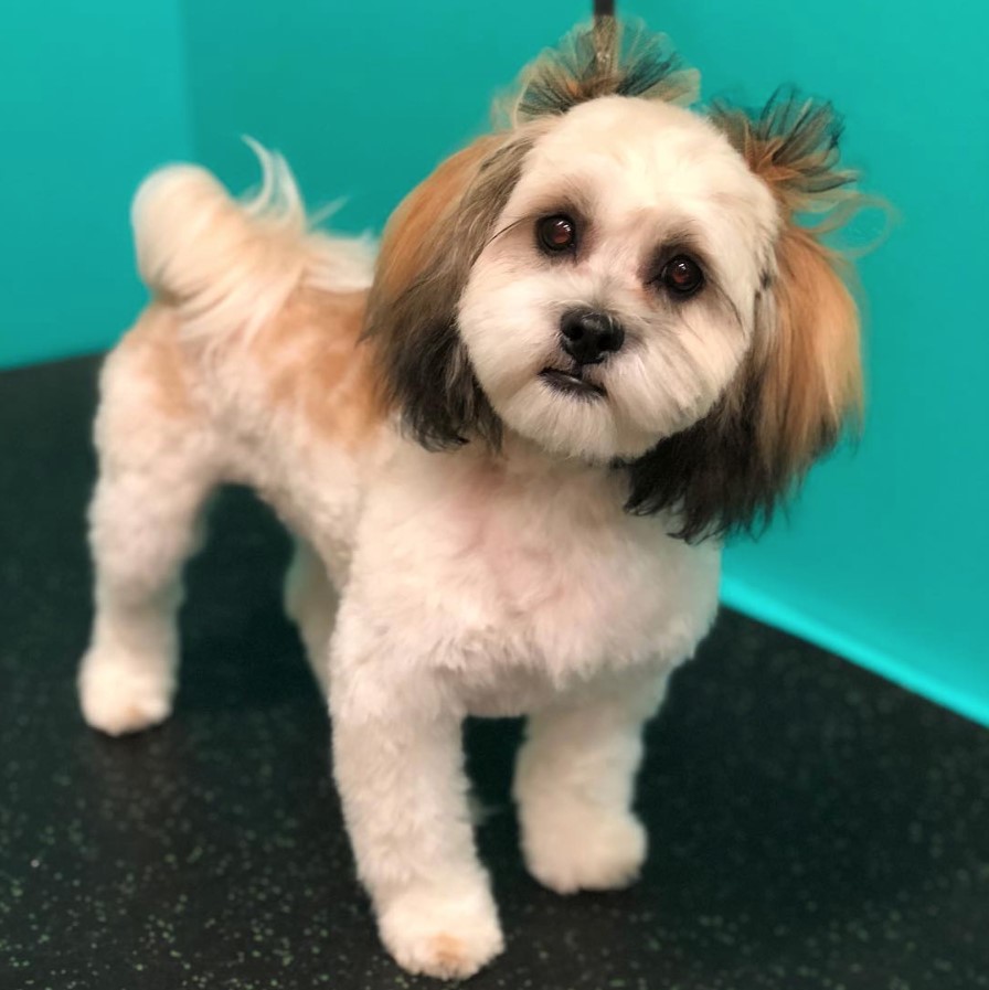 A BichonTzu standing on the floor with its curious face