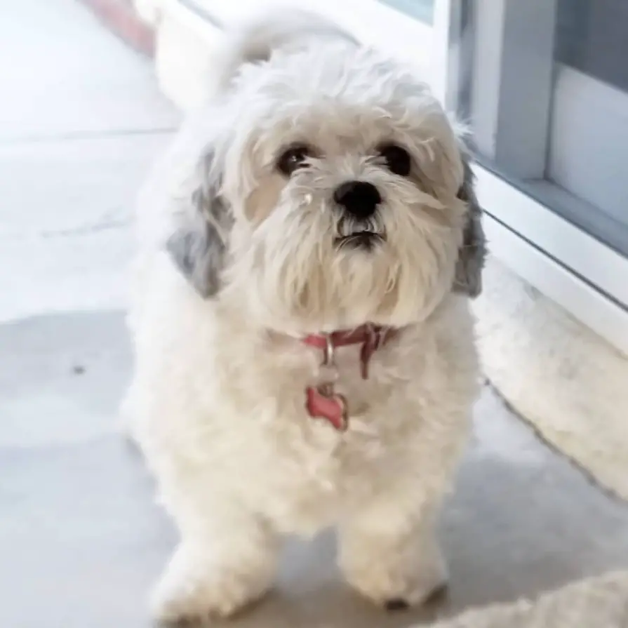 A chubby BichonTzu standing on the floor in the front porch