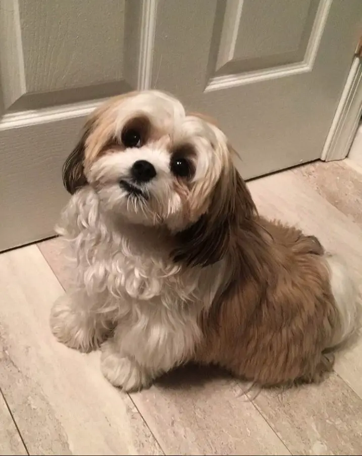 A BichonTzu with brown and white fur sitting on the floor in front of the door