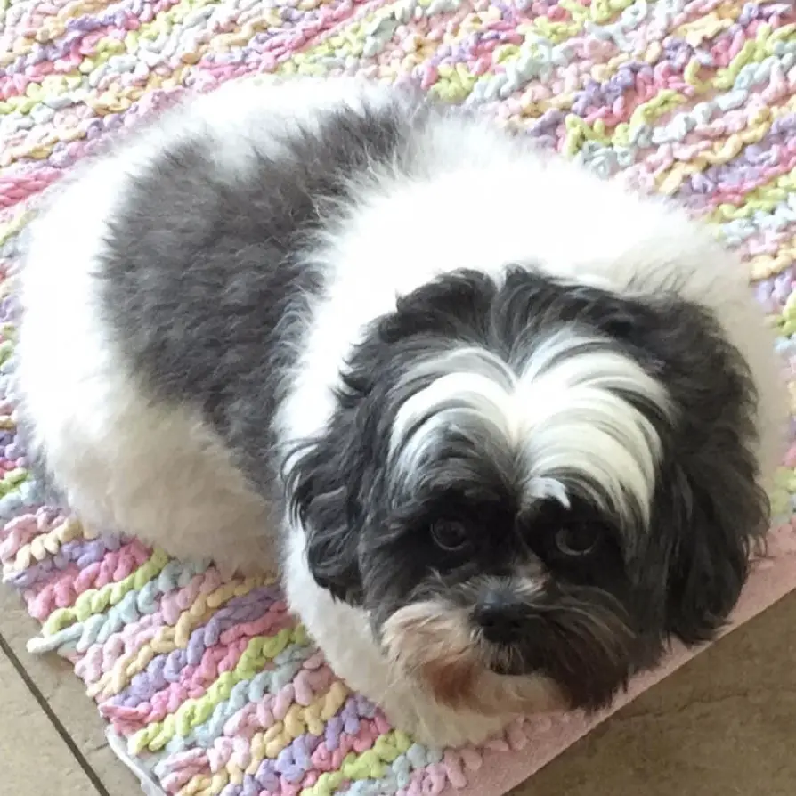 A black and white BichonTzu lying on the carpet with its begging face
