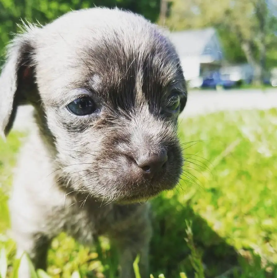 a Schweenie puppy standing on the green grass