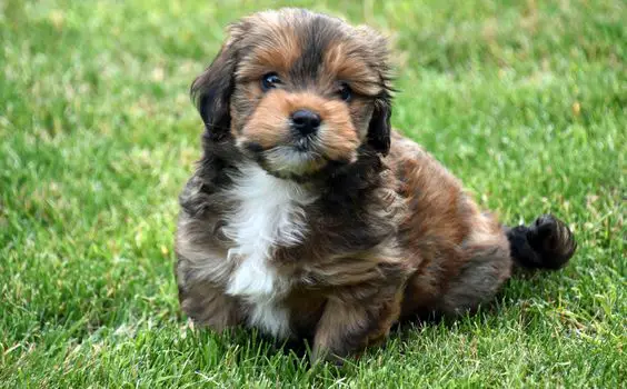 A Schweenie puppy sitting on the green grass