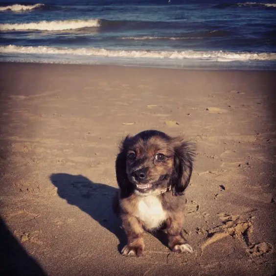 A Schweenie puppy standing in the sand at the beach