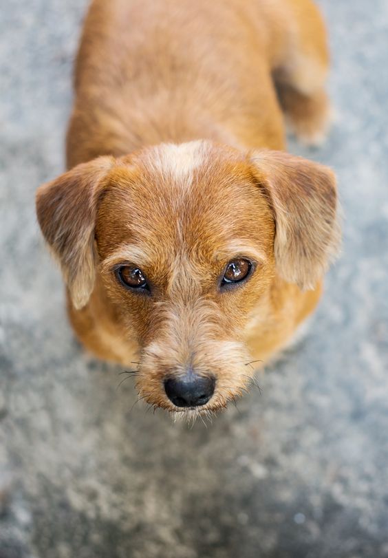 Schweenie standing on the floor while looking up with its begging face