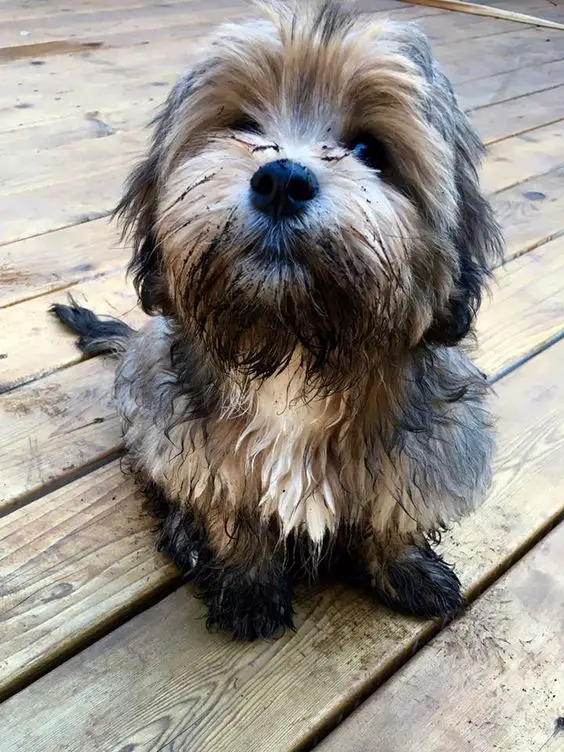 A Schweenie sitting on the wooden floor with mud in its face and on its legs