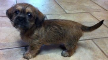 shih tzu and dotson mix