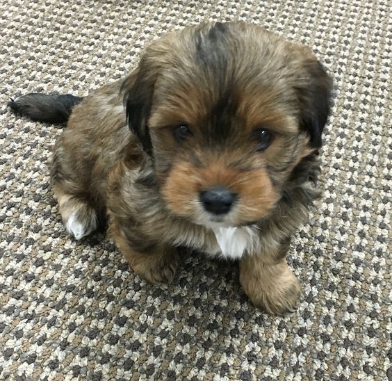 A Schweenie puppy sitting on the floor