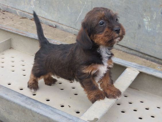 A Schweenie puppy standing sideways