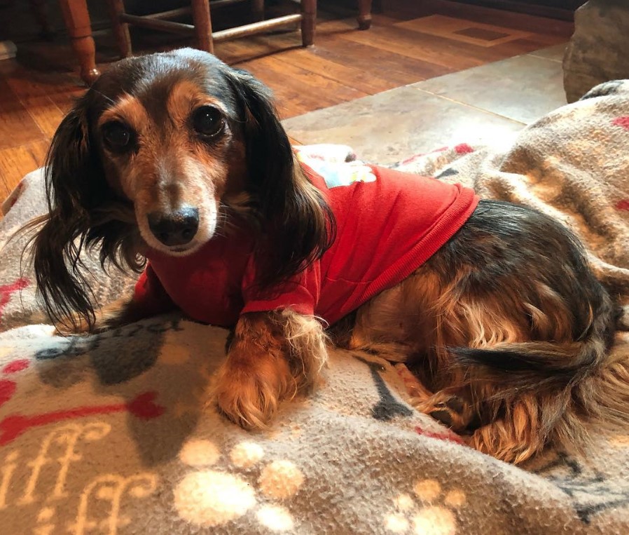 A Schweenie wearing a red shirt while lying on its bed